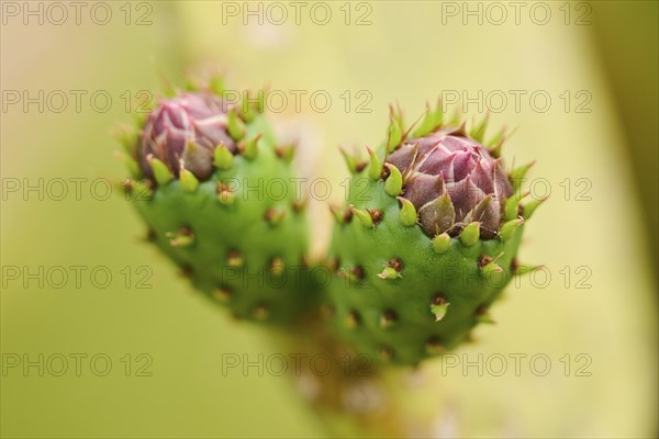 Pear cactus (Opuntia) buds on a beach near Tarragona, Catalonia, Spain, Europe