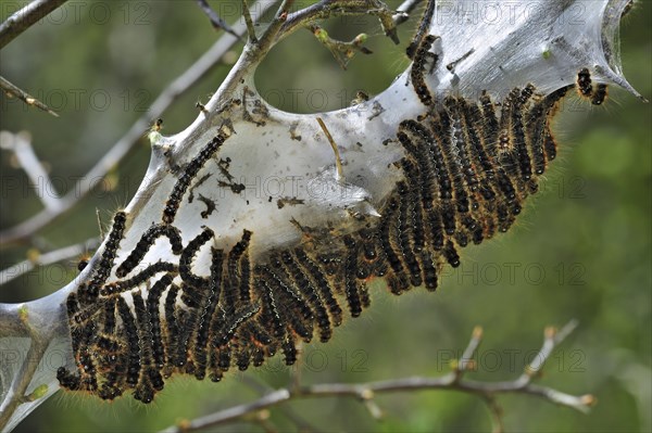 Caterpillar larvae of Small eggar (Eriogaster lanestris) moth living gregariously in silken web on hawthorn (Crataegus monogyna), La Brenne, France, Europe