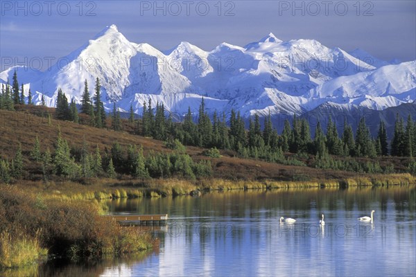 Kleine zwanen op Wonder Lake met zicht op The Alaska Range, Denali NP, Alaska The Alaska Range and Wonder Lake with Tundra swans (Cygnus columbianus), Denali NP, Alaska, USA, North America