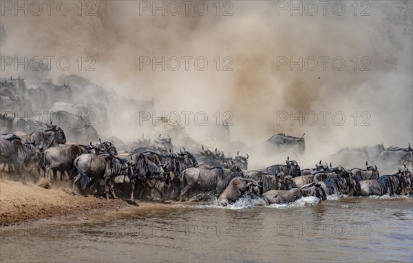 Africa, Wildebeest migration in Kenya, Masai Mara, Wildebeest herd crosses river