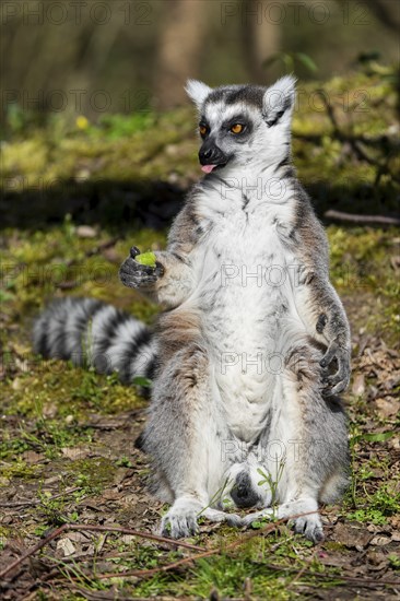 Ring-tailed lemur (Lemur catta), sunbathing, France, Europe