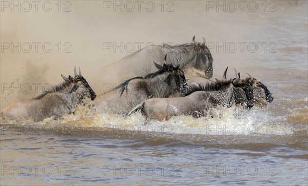 Africa, Wildebeest migration in Kenya, Masai Mara, Wildebeest herd crosses river