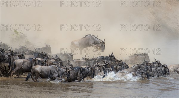 Africa, Wildebeest migration in Kenya, Masai Mara, Wildebeest herd crosses river