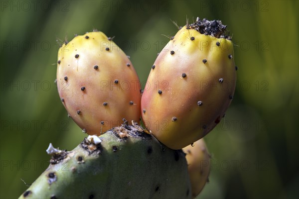 Prickly pear, fruit of the prickly pear (Opuntia), Madeira, Portugal, Europe