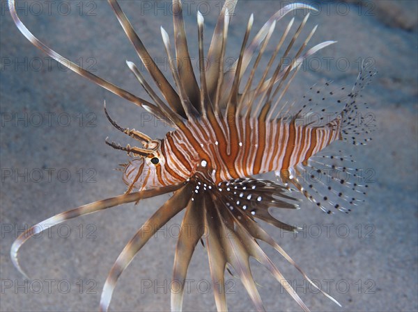 Pacific red lionfish (Pterois volitans), dive site House Reef, Mangrove Bay, El Quesir, Red Sea, Egypt, Africa