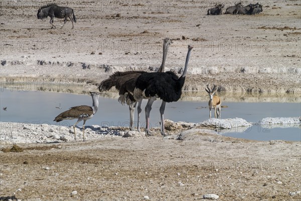 African ostriches, springbok and giant bustard at waterhole, Etosha National Park, Namibia, Africa