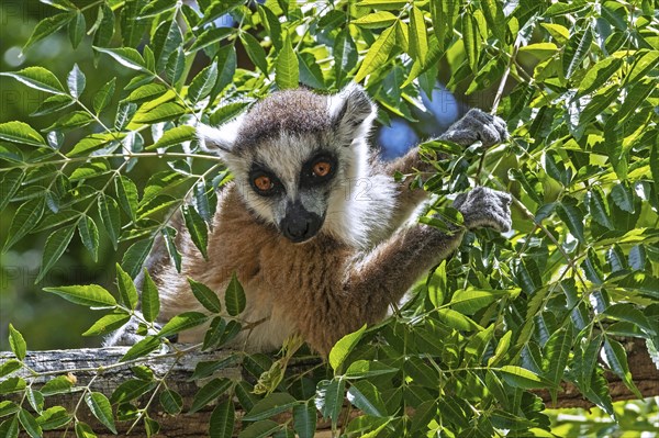 Ring-tailed lemur (Lemur catta) in tree eating leaves, Isalo National Park, Ihorombe Region, Fianarantsoa Province, Madagascar, Africa