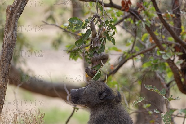 Chacma baboons (Papio ursinus), young monkey hanging upside down, clinging to a tree branch, under the gaze of its mother, Kruger National Park, South Africa, Africa