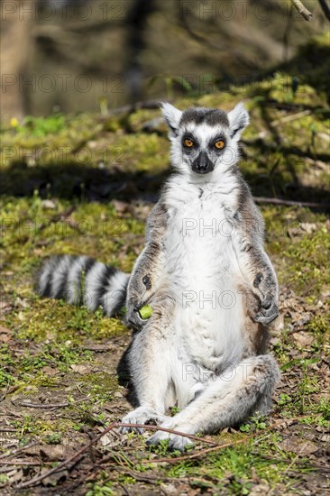 Ring-tailed lemur (Lemur catta), sunbathing, France, Europe