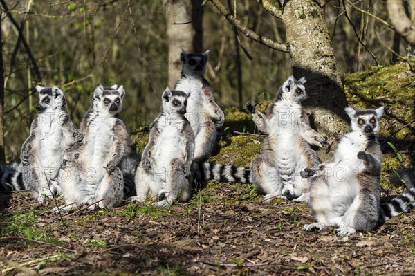 Ring-tailed lemur (Lemur catta), sunbathing, France, Europe