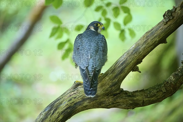 Peregrine Falcon (Falco peregrinus), adult sitting on branch in forest, Bohemian Forest, Czech Republic, Europe