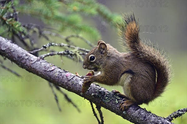 Squirrel (Sciurus) sitting on a branch and eating a pine cone, Denali National Park, Alaska