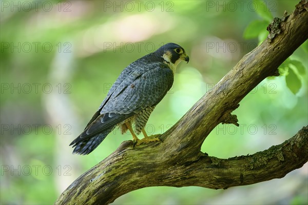 Peregrine Falcon (Falco peregrinus), adult sitting on branch in forest, Bohemian Forest, Czech Republic, Europe