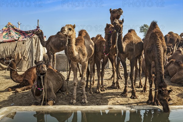 Camels at Pushkar Mela (Pushkar Camel Fair) . Pushkar, Rajasthan, India, Asia