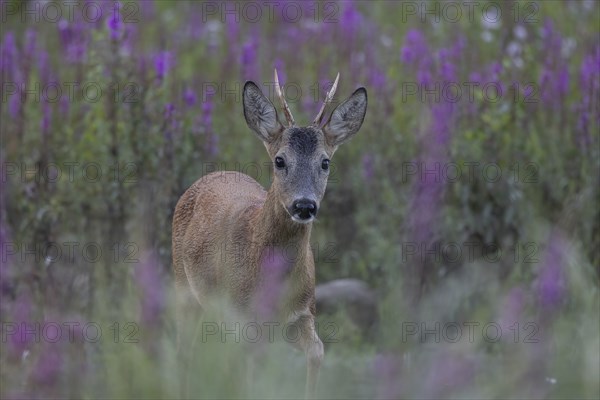 Roebuck in purple loosestrife. Austria, Upper Austria