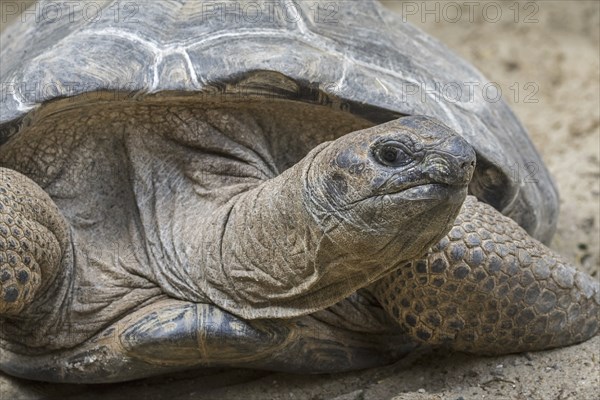 Aldabra giant tortoise (Aldabrachelys gigantea) (Testudo gigantea) native to the islands of the Aldabra Atoll in the Seychelles