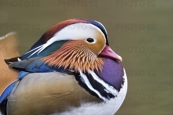 Mandarin Duck (Aix galericulata), side view, animal portrait, Hesse, Germany, Europe