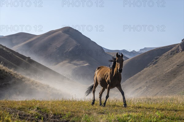 Horse galloping over a hill and raising dust, mountains behind, Kyrgyzstan, Asia