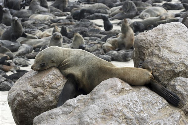 Brown fur seal (Arctocephalus pusillus pusillus) on rock in Cape fur seal colony, Cape Cross, Namibia, South Africa, Africa