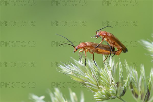 Common red soldier beetle (Rhagonycha fulva) two adult insects mating on a grass flower head, Suffolk, England, United Kingdom, Europe