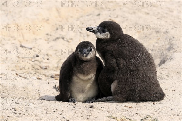 African penguin (Spheniscus demersus), two juveniles, Boulders Beach, Simonstown, Western Cape, South Africa, Africa