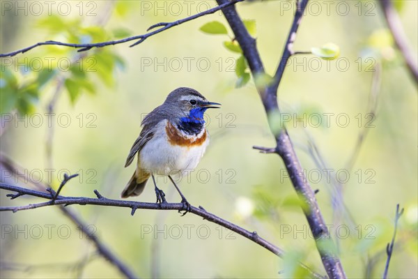 Red-throated Bluethroat or Tundra Bluethroat (Luscinia svecica), adult male sitting on a branch, Varanger, Finnmark, Norway, Europe