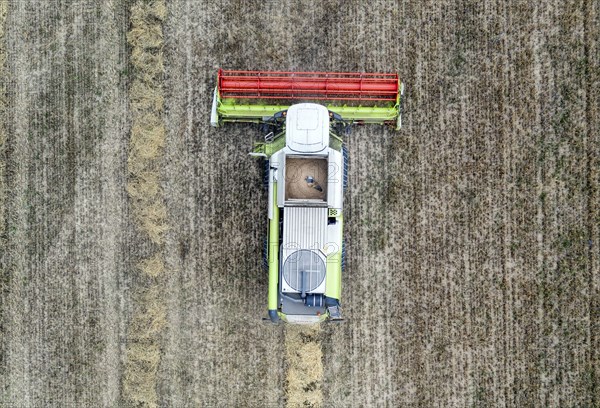 Aerial view of combine harvester harvesting grain on an organic farm, Müncheberg, 28/07/2020