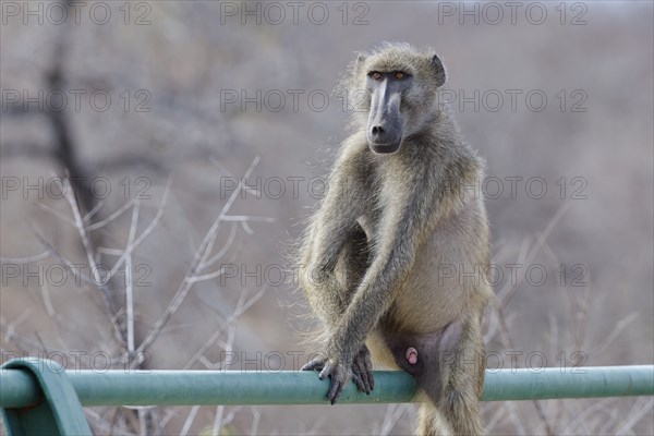 Chacma baboon (Papio ursinus), adult male, looking at camera, sitting on the guardrail of the bridge, overlooking the Olifants River, Kruger National Park, South Africa, Africa