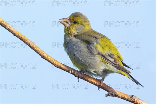 Greenfinch, Greenfinch, European Greenfinch, Western Greenfinch, Carduelis chloris, (Chloris chloris), Hockenheim, Baden-Württemberg, Germany, Europe