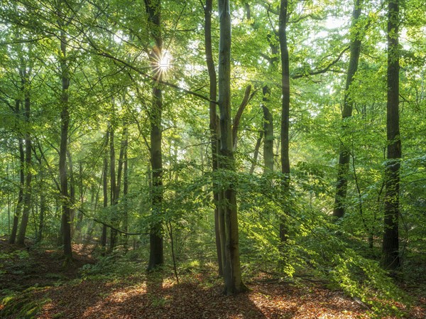 Natural beech forest in the morning light, the sun shines through the green foliage, Ziegeroda Forest, Saxony-Anhalt, Germany, Europe