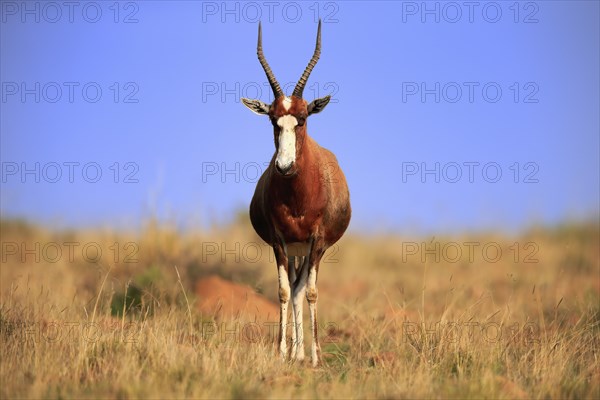 Bontebok (Damaliscus pygargus), adult, alert, foraging, Mountain Zebra National Park, South Africa, Africa