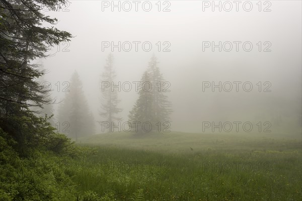 Hühnermoos on a cloudy day with fog, a high moor at Söllereck near Oberstdorf, AllgÃ¤u Alps, AllgÃ¤u, Bavaria, Germany, Europe