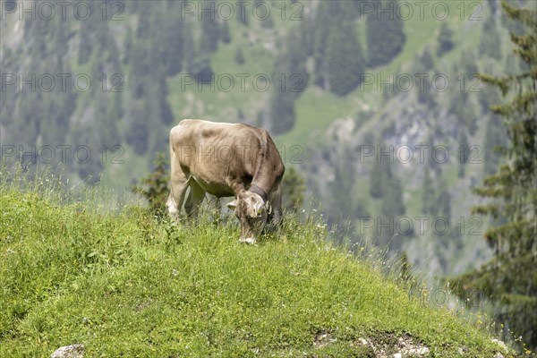 AllgÃ¤u Brown Swiss cattle (Bos primigenius taurus), Untere Luegenalpe in Oytal, AllgÃ¤u Alps, AllgÃ¤u, Bavaria, Germanypa