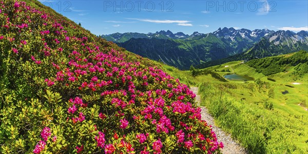 Alpine rose blossom, panorama from the Fellhorn over the Schlappoldsee and mountain station of the Fellhornbahn to the central main ridge of the AllgÃ¤u Alps, AllgÃ¤u, Bavaria, Germany, Europe