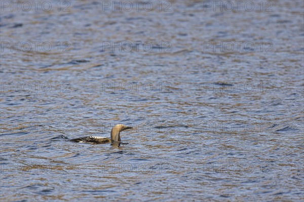 Black-throated loon (Gavia arctica), adult bird swimming out of lake, Varanger, Finnmark, Norway, Europe