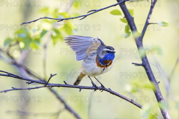 Red-throated Bluethroat or Tundra Bluethroat (Luscinia svecica), adult bird flapping its wings, Varanger, Finnmark, Norway, Europe