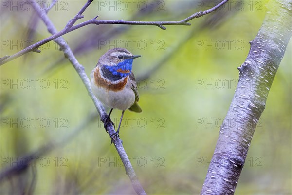 Red-throated Bluethroat or Tundra Bluethroat (Luscinia svecica), adult male sitting on a branch, Varanger, Finnmark, Norway, Europe