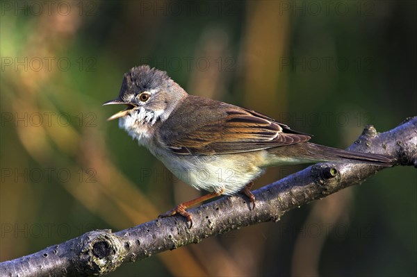 Whitethroat, songbird, (Sylvia communis), Bad Dürkheim district, Rhineland-Palatinate, Federal Republic of Germany