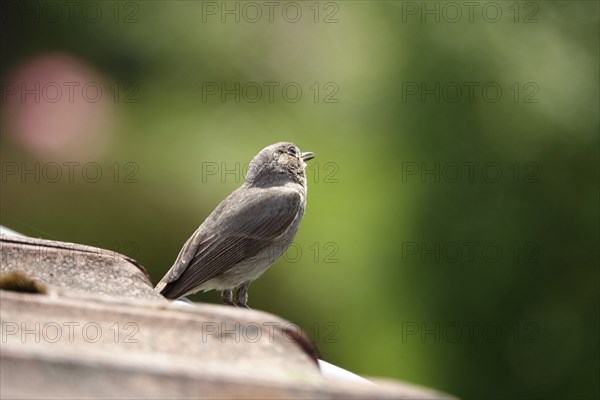 Redstart, May, Baden-Württemberg, Germany, Europe