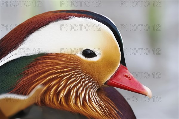 Mandarin duck (Aix galericulata), side view, animal portrait, Hesse, Germany, Europe