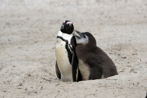 African penguin (Spheniscus demersus), adult with young, at the nest, begging for food, Boulders Beach, Simonstown, Western Cape, South Africa, Africa