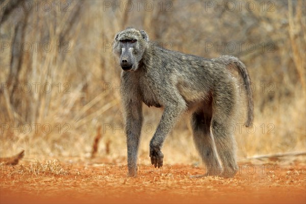 Bear baboon (Papio ursinus), Chakma baboon, adult, foraging, Kruger National Park, Kruger National Park, Krugerpark, South Africa, Africa