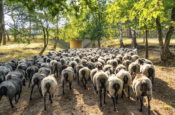 Herd of Heidschnucken, in the Höpener Heide, on the way back to the stable, running through a road subway, Schneverdingen, heather blossom of the broom heather, in the Lüneburg Heath nature reserve, Lower Saxony, Germany, Europe