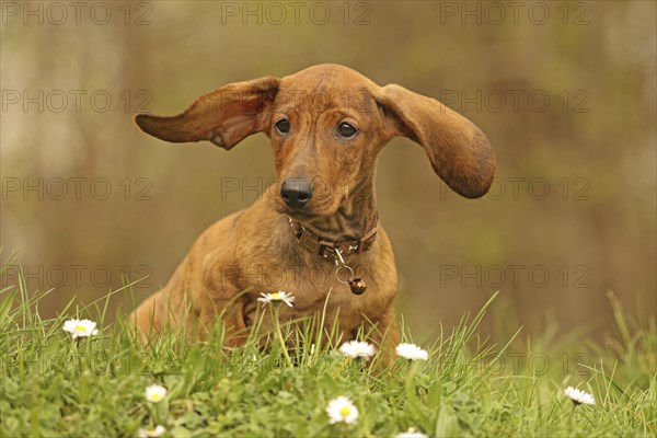 Dachshund, dachshund, young animal, 12 weeks old