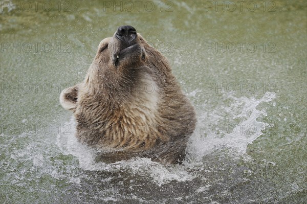 European brown bear (Ursus arctos arctos) shaking in the water, captive, Germany, Europe