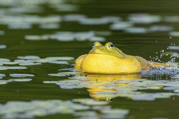 Bullfrog, Lithobates catesbeianus. A male bullfrog floating on a lake and calling when another male bullfrog gets too close to his territory. La Mauricie national park. Province of Quebec. Canada