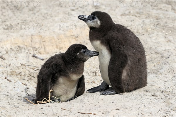 African penguin (Spheniscus demersus), two juveniles, Boulders Beach, Simonstown, Western Cape, South Africa, Africa