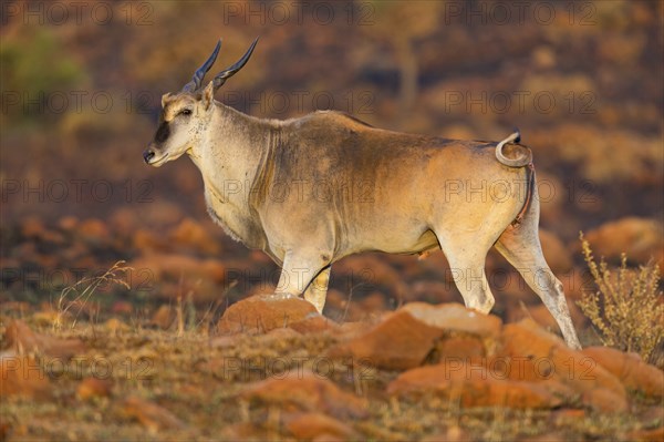 Elantilope, Eland, Taurotragus oryx, Antelope, antelope, Suikerbosrand Nature Reserve, Johannesburg, Gauteng, South Africa, Africa