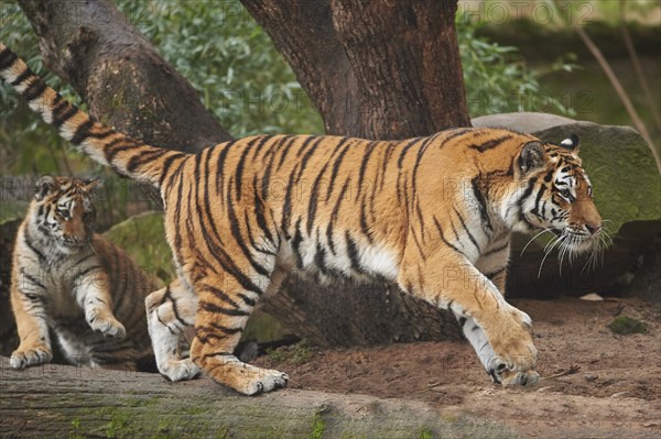 Close-up of a Siberian tiger (Panthera tigris altaica) cub, captive