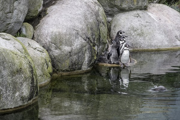 Magellanic penguins (Spheniscus magellanicus), Emmen Zoo, Netherlands